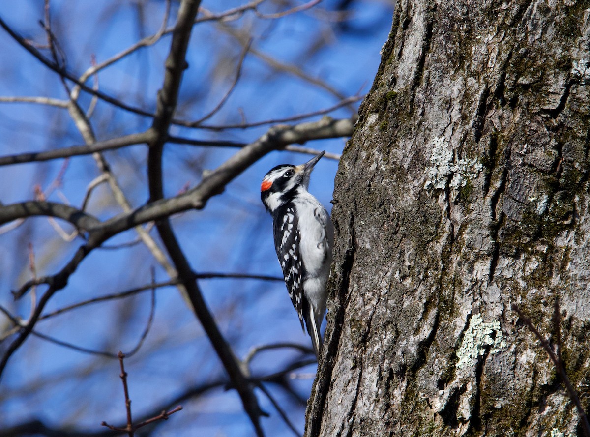 Hairy Woodpecker - ML615030324