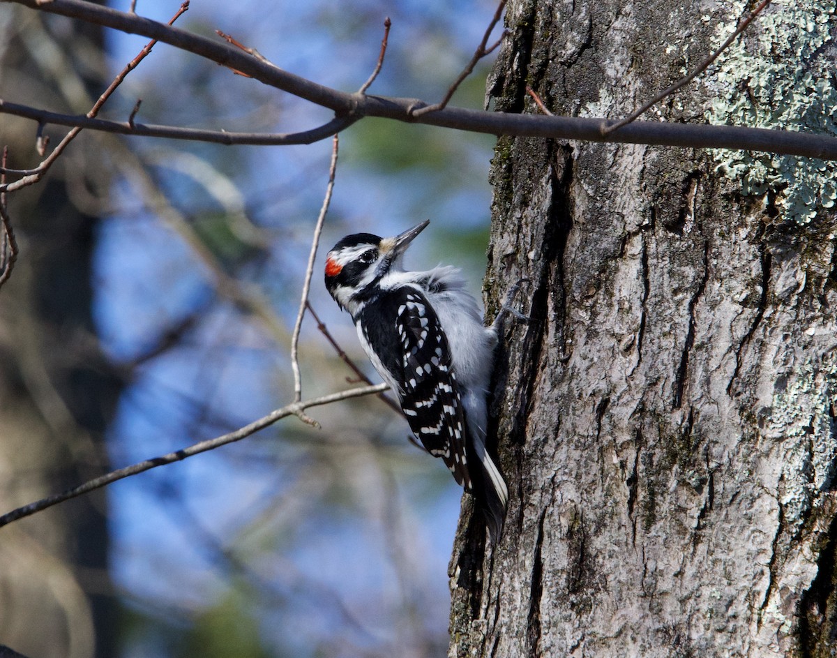 Hairy Woodpecker - ML615030326