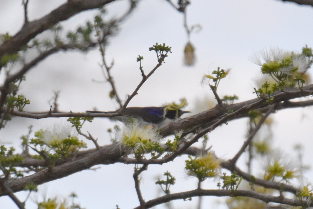 Eastern Violet-backed Sunbird - Dana Latour