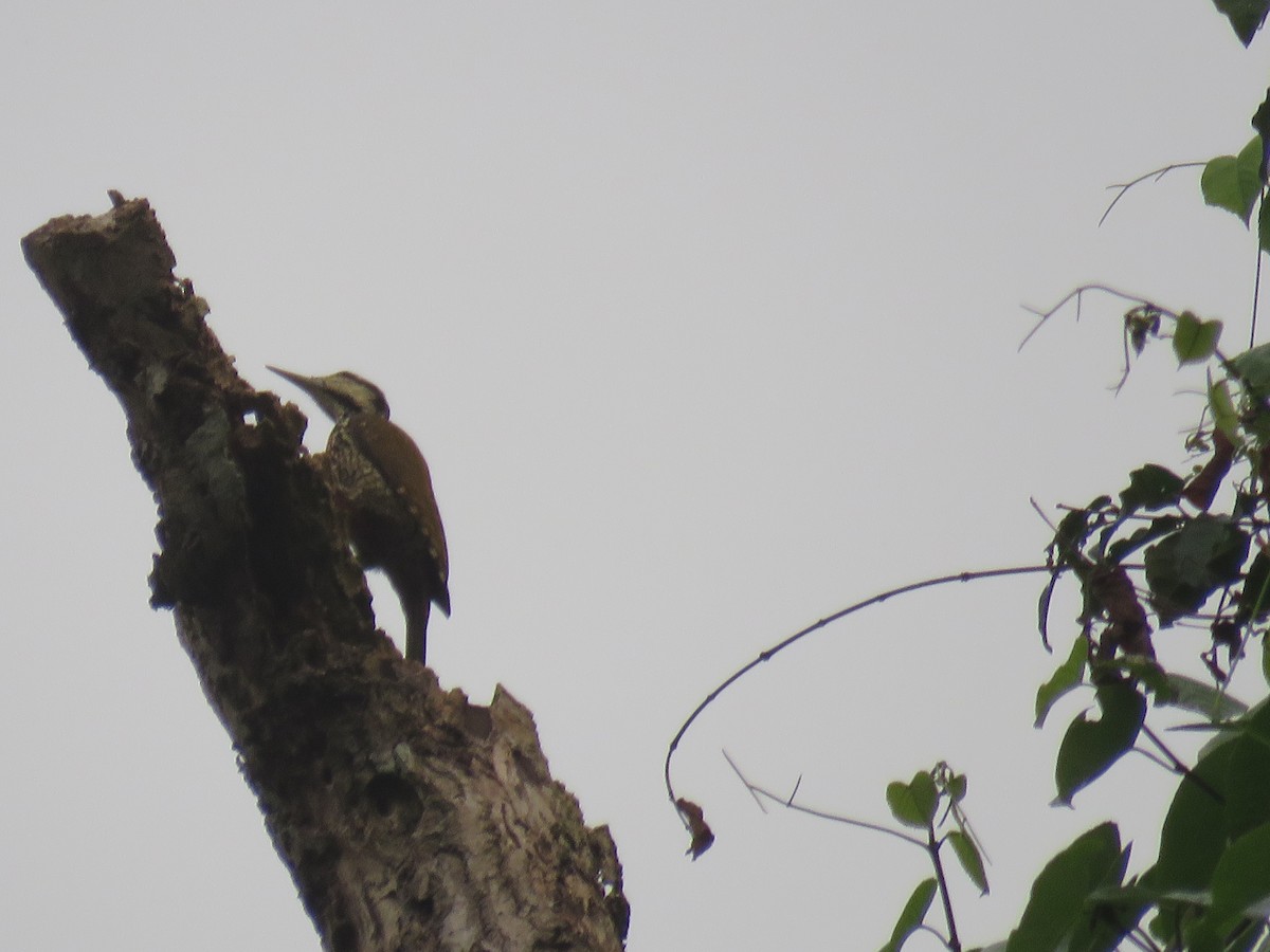 Fire-bellied Woodpecker - kwame brown