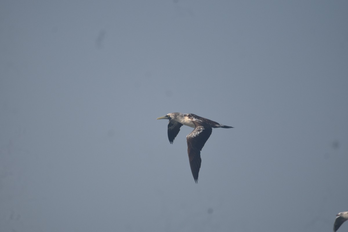 Masked Booby - ML615030459