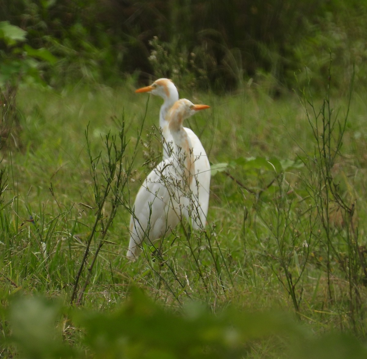 Eastern Cattle Egret - Mark Clarke