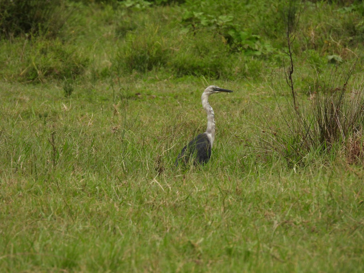 Pacific Heron - Mark Clarke