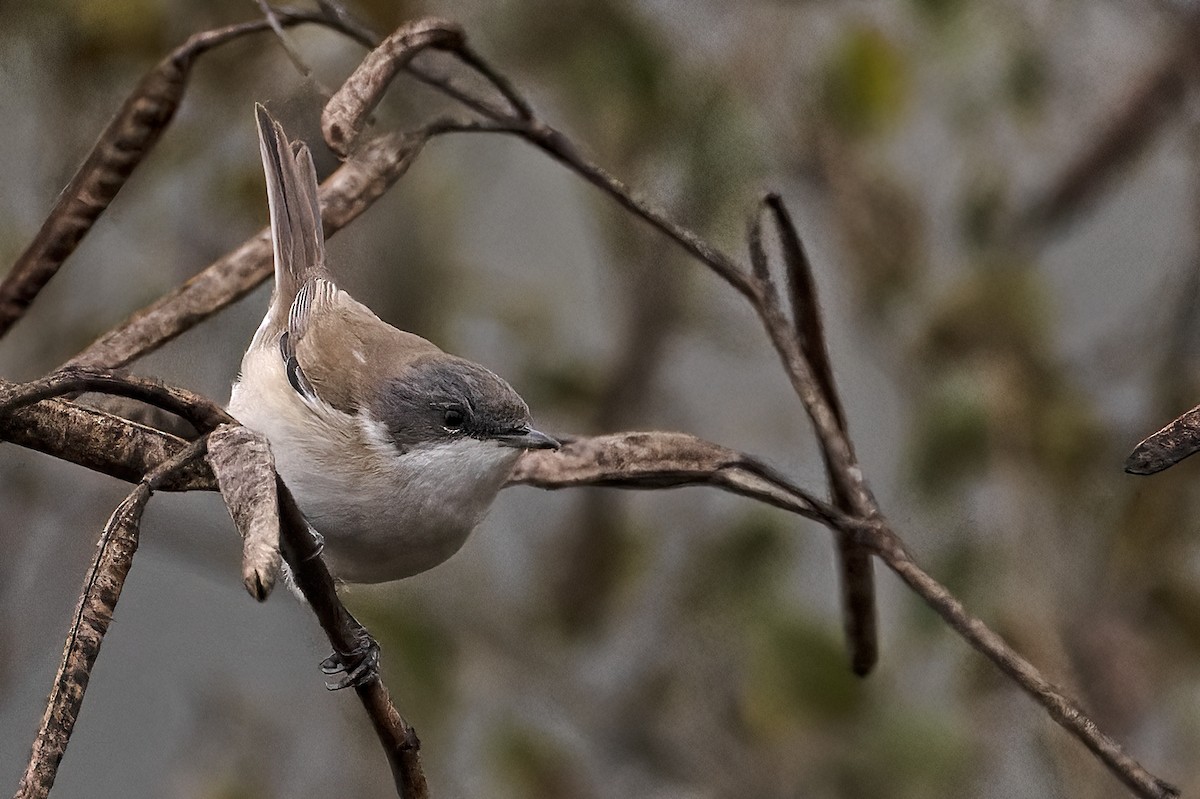 Lesser Whitethroat - ML615030591