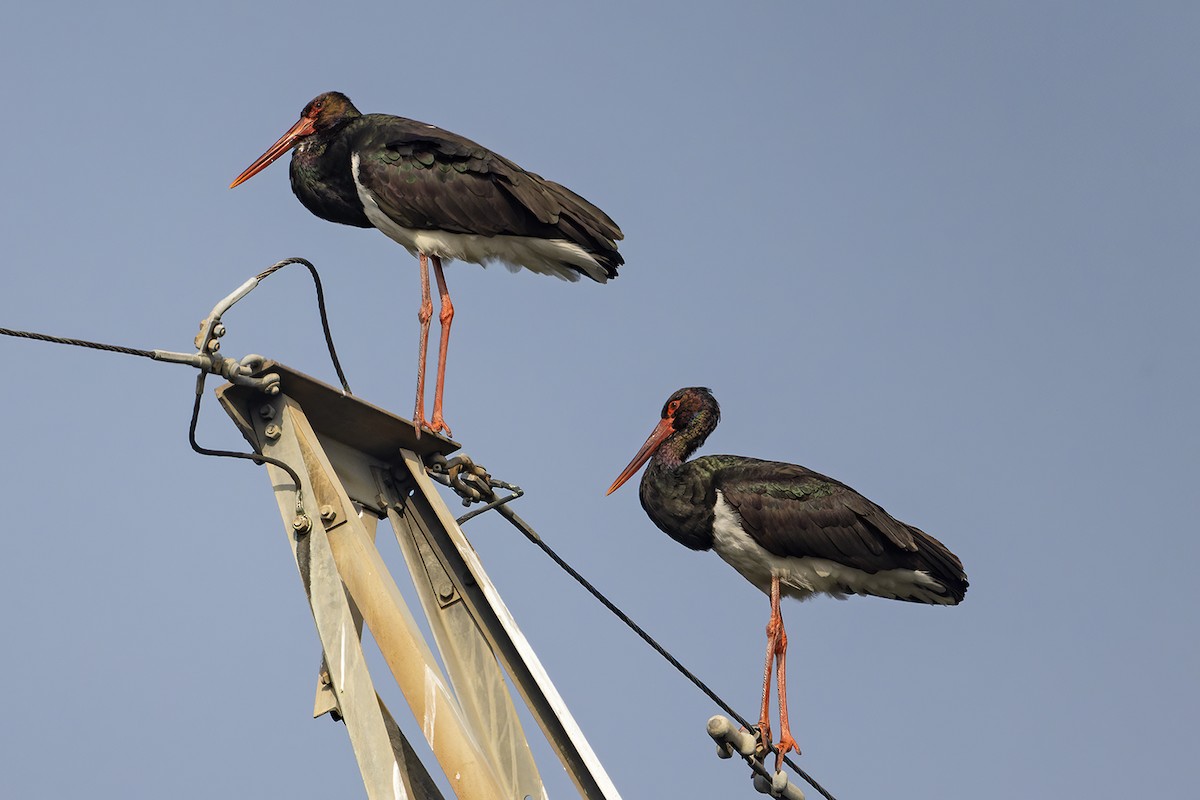 Black Stork - ML615030636