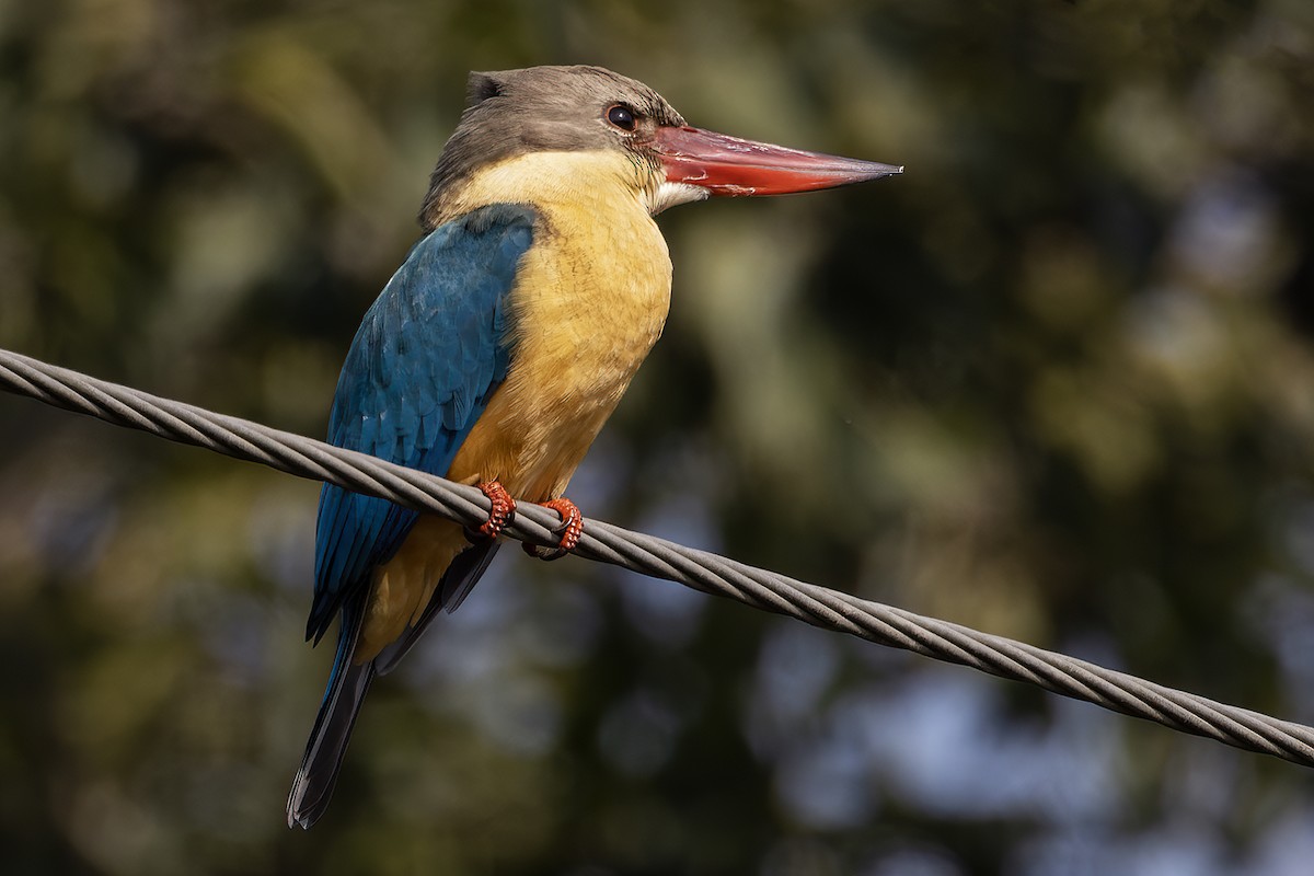 Stork-billed Kingfisher - Vipul Gupta