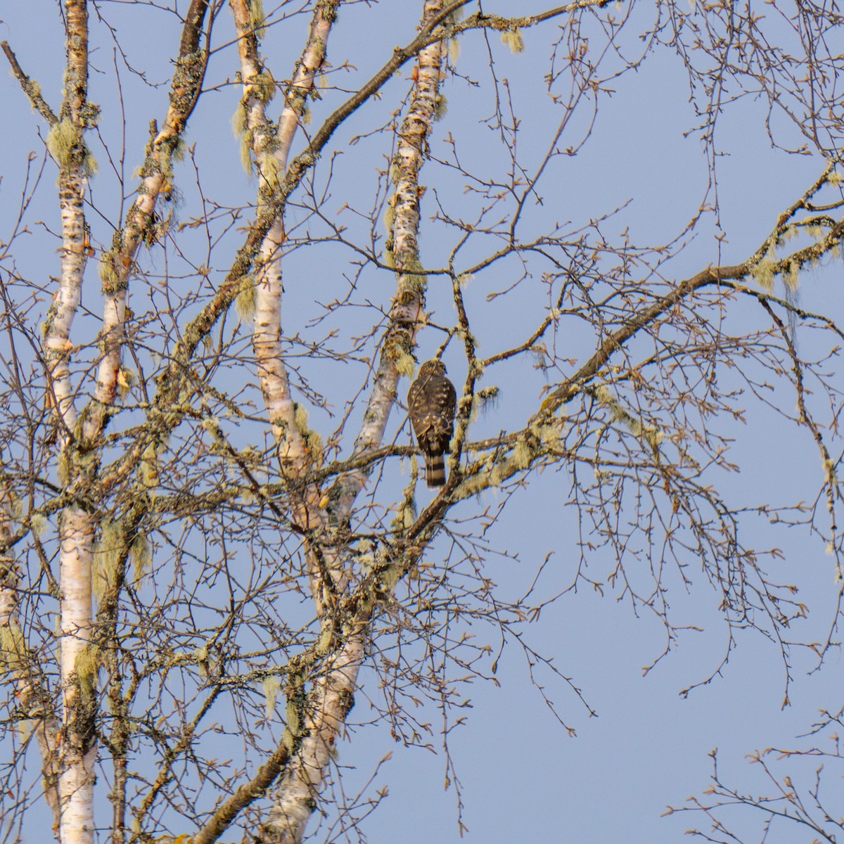 Sharp-shinned Hawk (Northern) - Larry Joseph