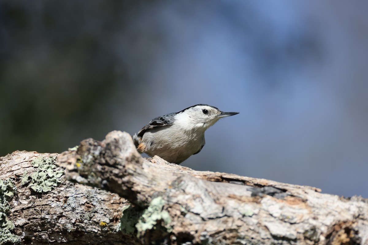 White-breasted Nuthatch - Lindsey Mitchell