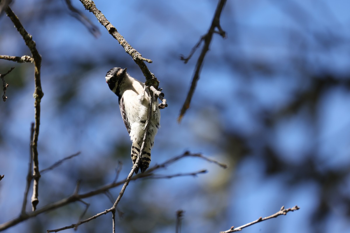 Downy Woodpecker - Lindsey Mitchell