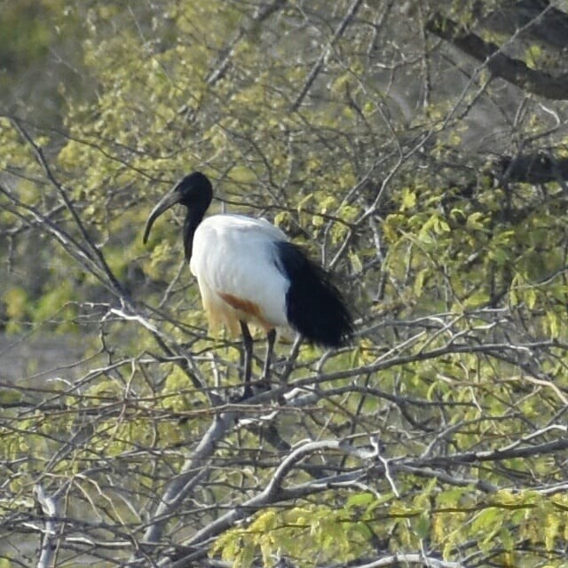 African Sacred Ibis - ML615030745