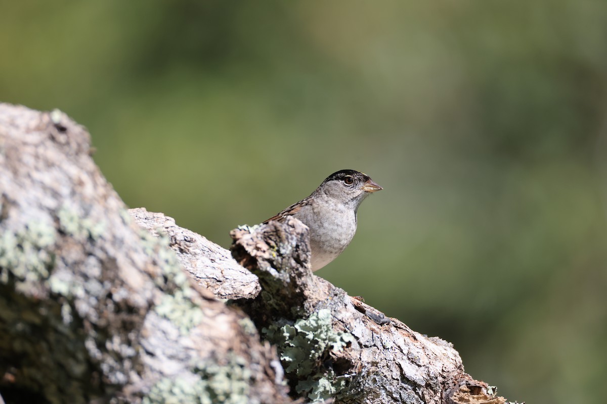 Bruant à couronne dorée - ML615030765