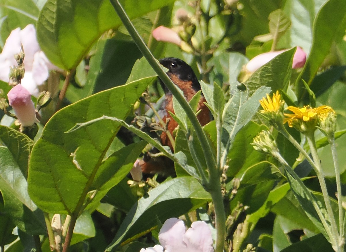 Black-throated Flowerpiercer - ML615030787