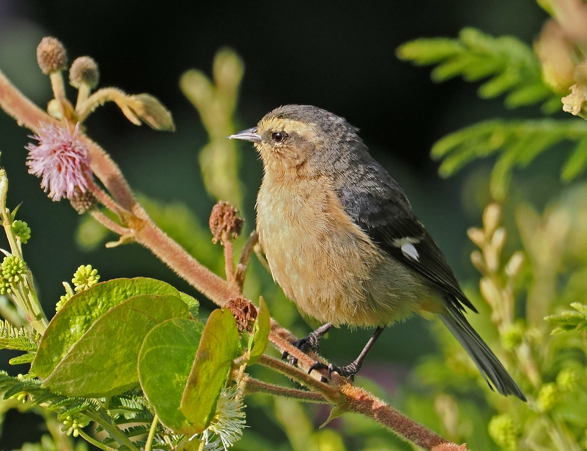 Cinereous Conebill - ML615030790