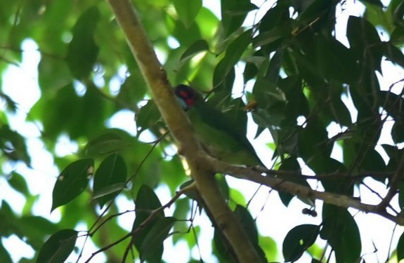 Black-eared Barbet - Sze On Ng (Aaron)