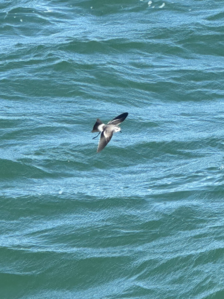 White-faced Storm-Petrel - ML615030823