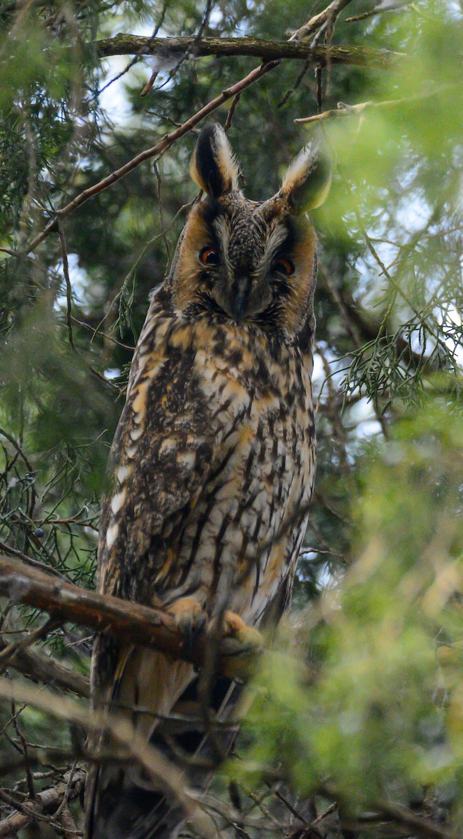 Long-eared Owl - ML615030847