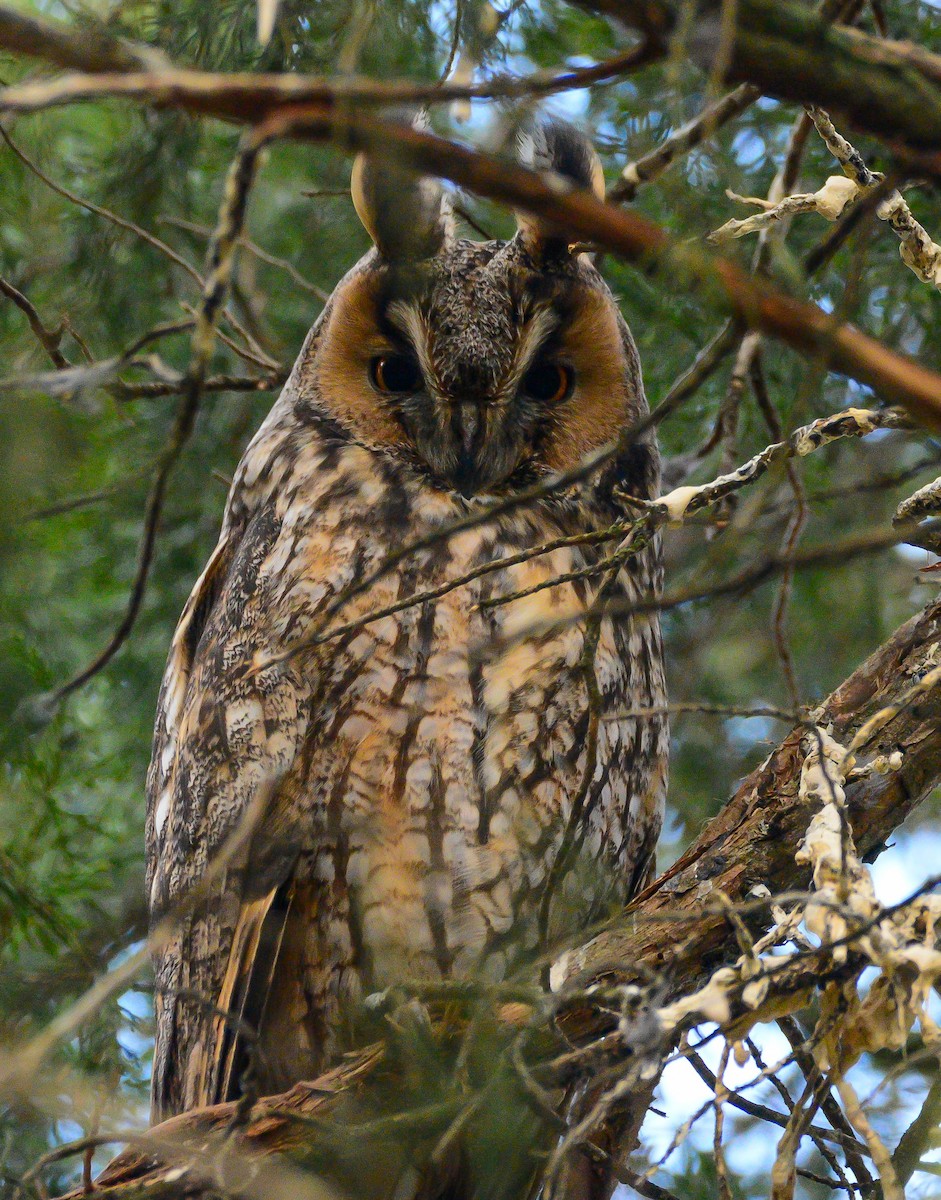 Long-eared Owl - ML615030858