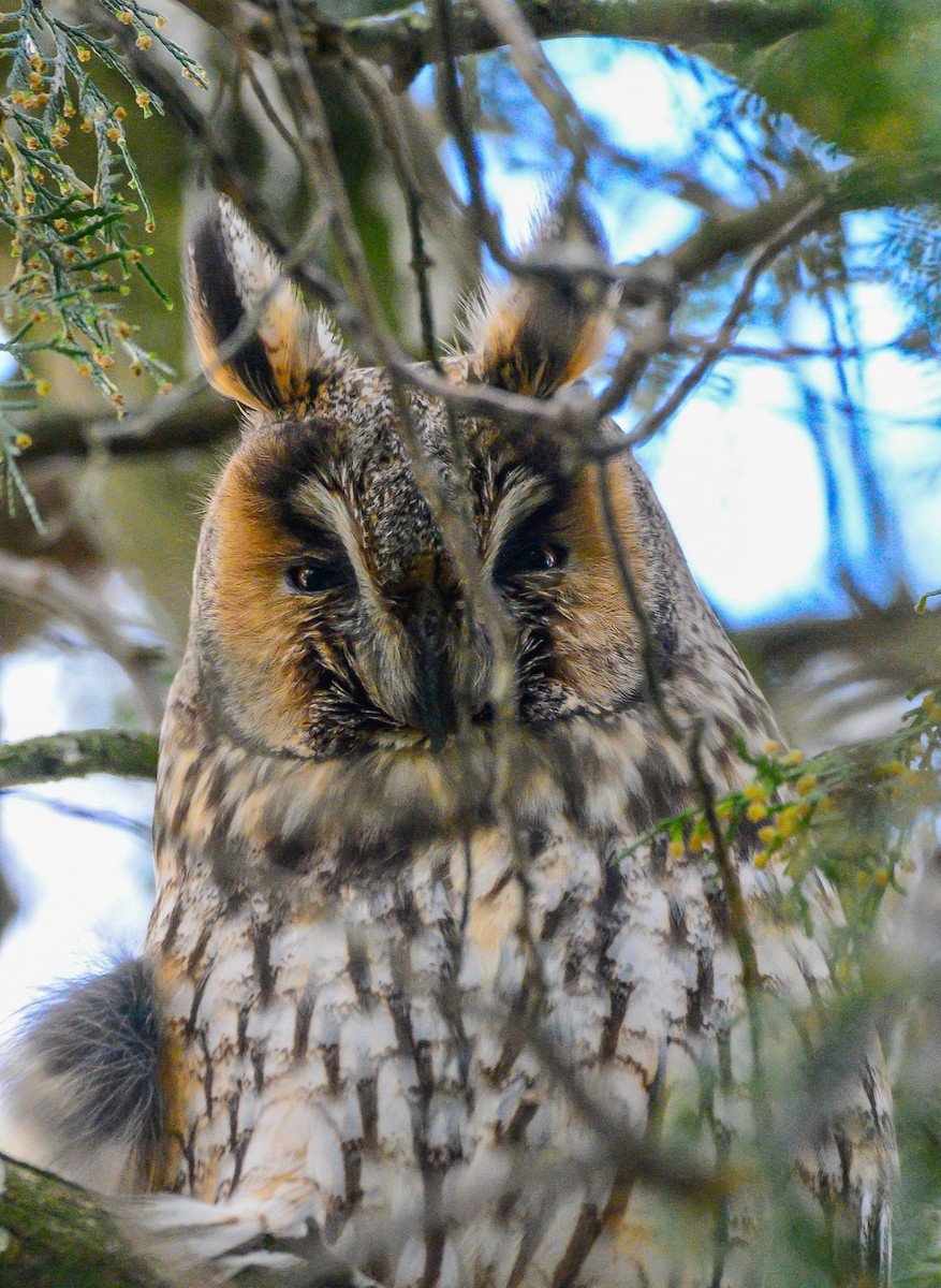 Long-eared Owl - ML615030880