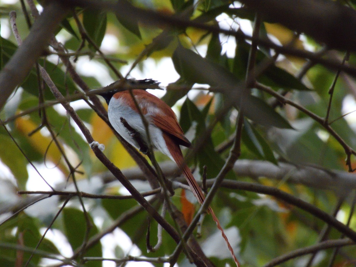 Indian Paradise-Flycatcher - ML615030899