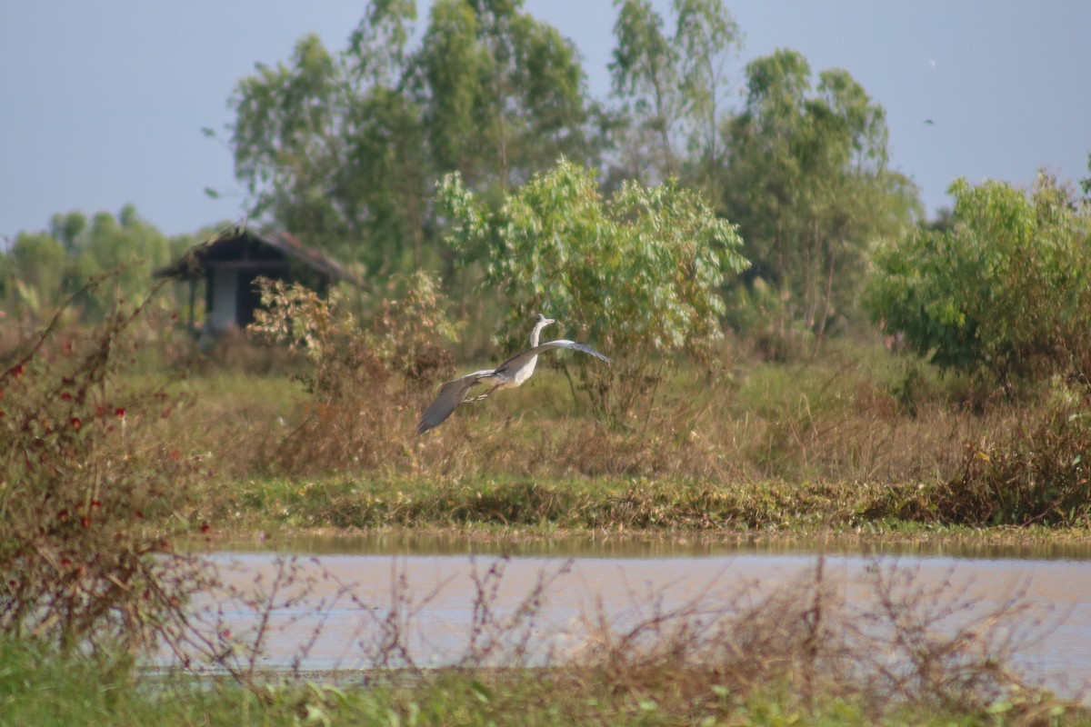 Gray Heron (Gray) - ML615030901