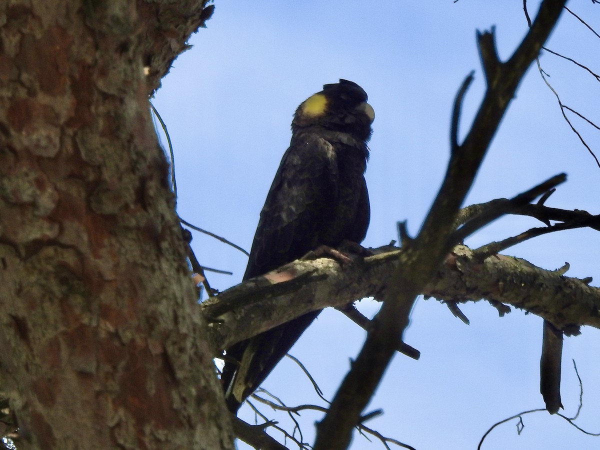 Yellow-tailed Black-Cockatoo - ML615030942