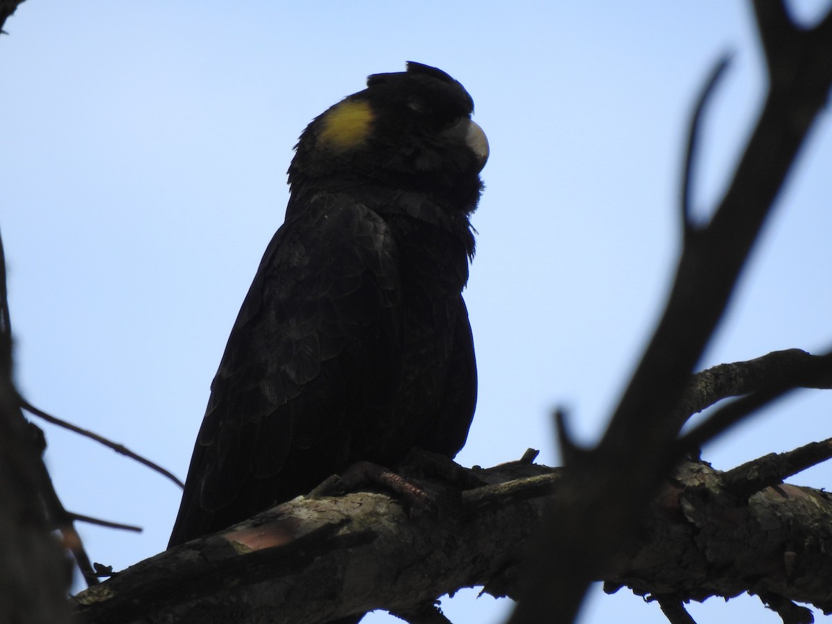 Yellow-tailed Black-Cockatoo - ML615030943