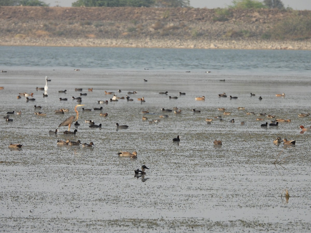 Anatidae sp. (dabbling duck sp.) - ML615030963