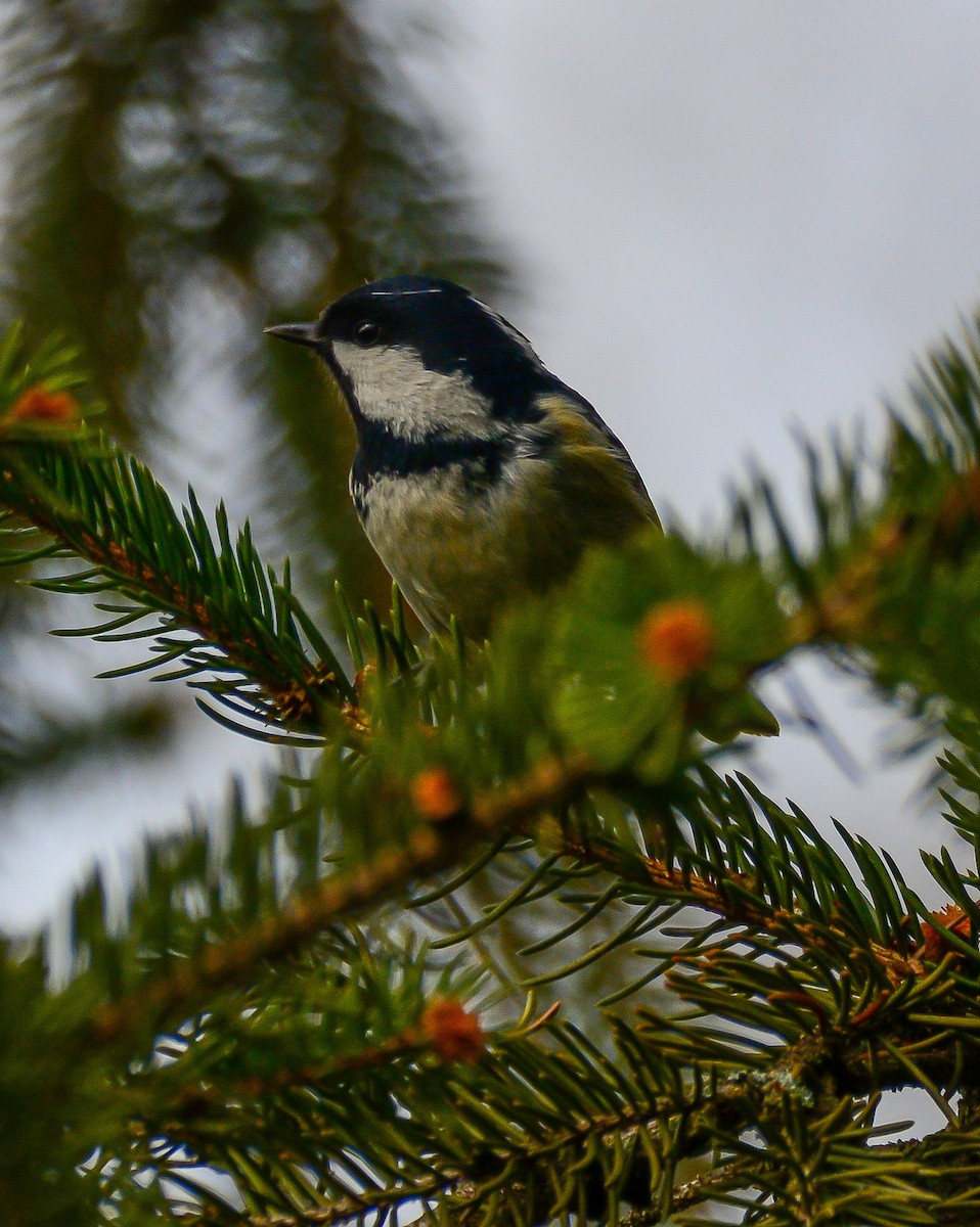 Coal Tit - ML615031031