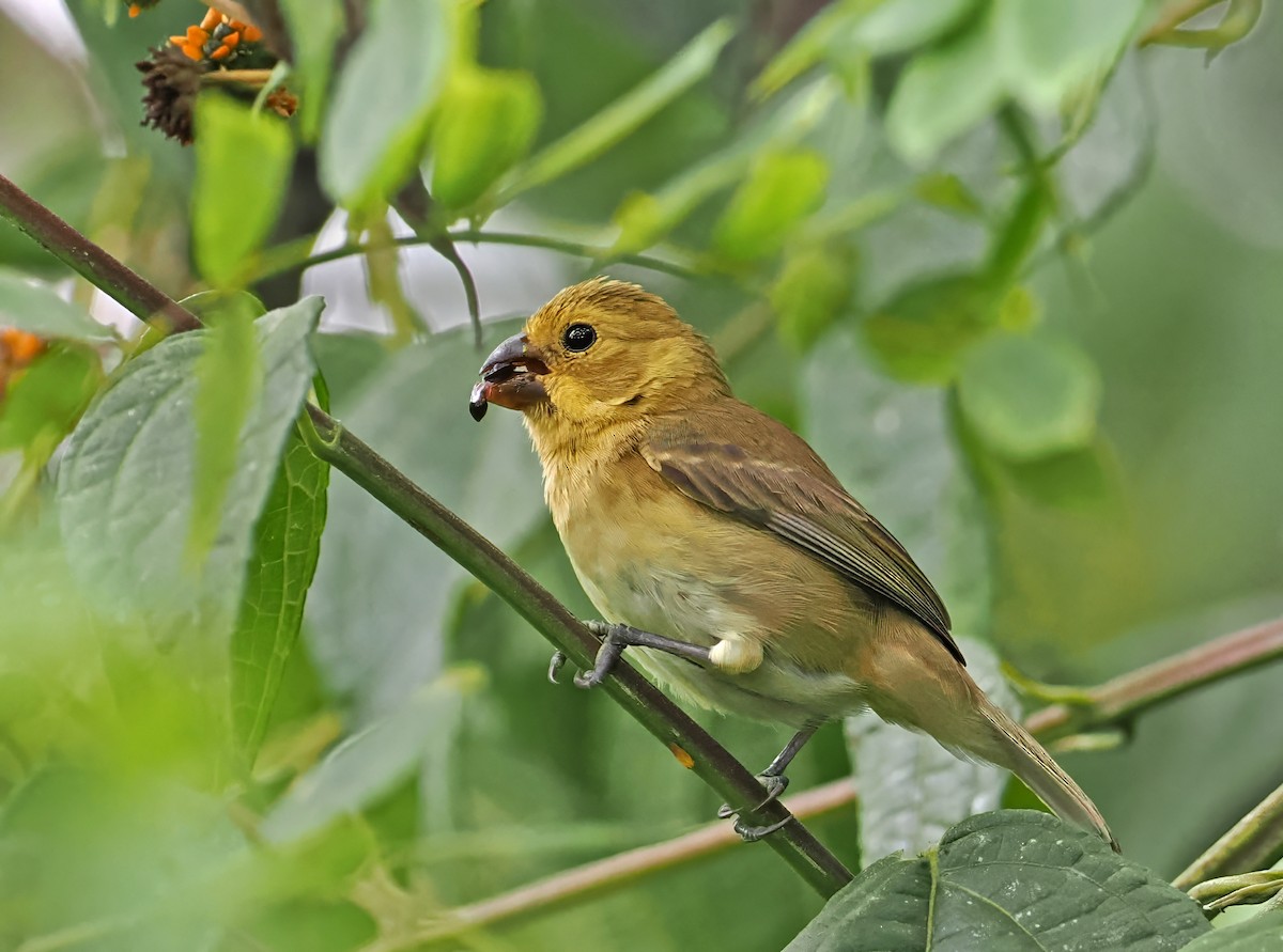 Variable Seedeater (Variable) - ML615031036