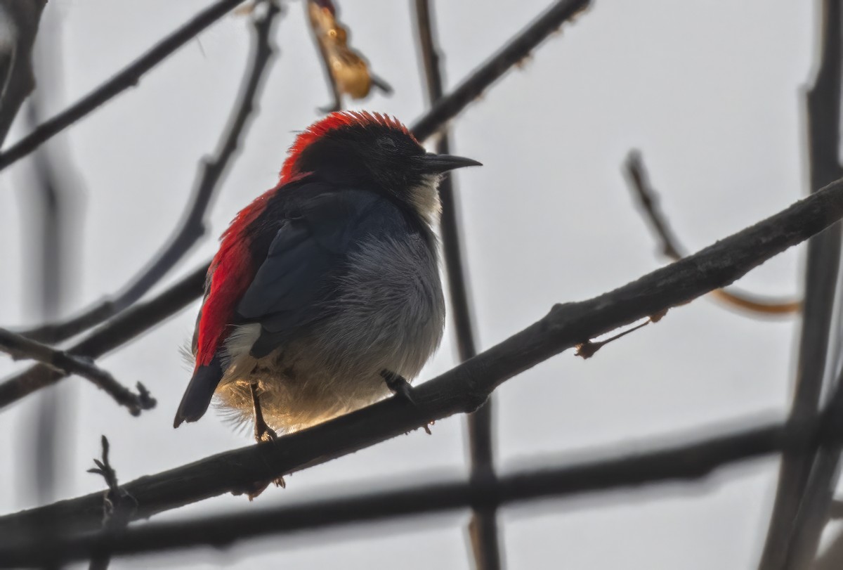 Scarlet-backed Flowerpecker - ML615031073