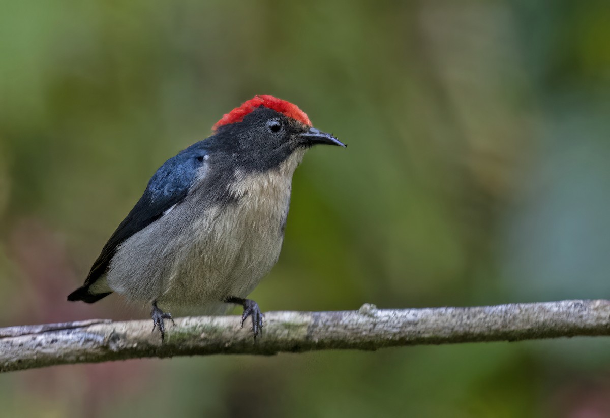 Scarlet-backed Flowerpecker - ML615031074