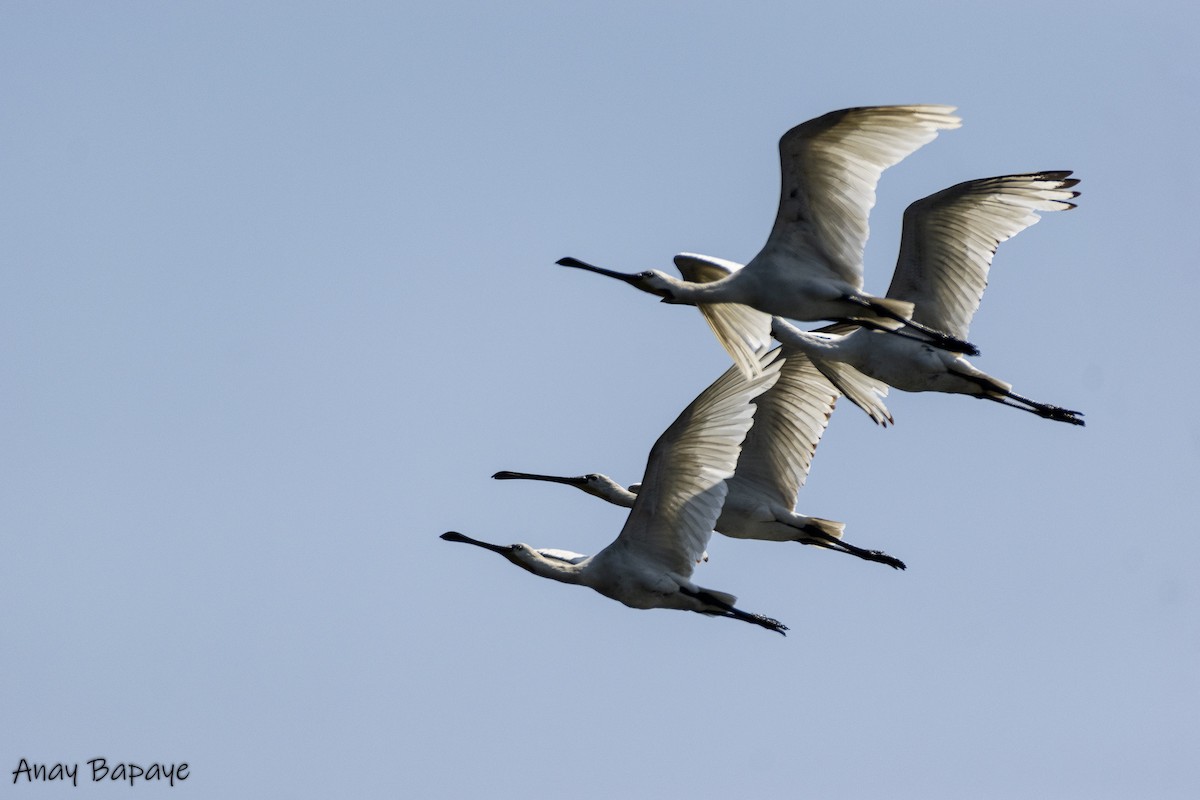 Eurasian Spoonbill - ML615031081