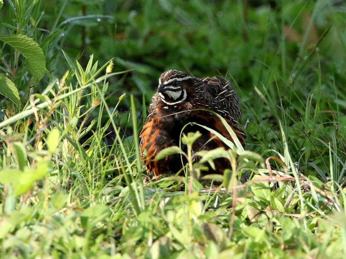 Harlequin Quail - ML615031122