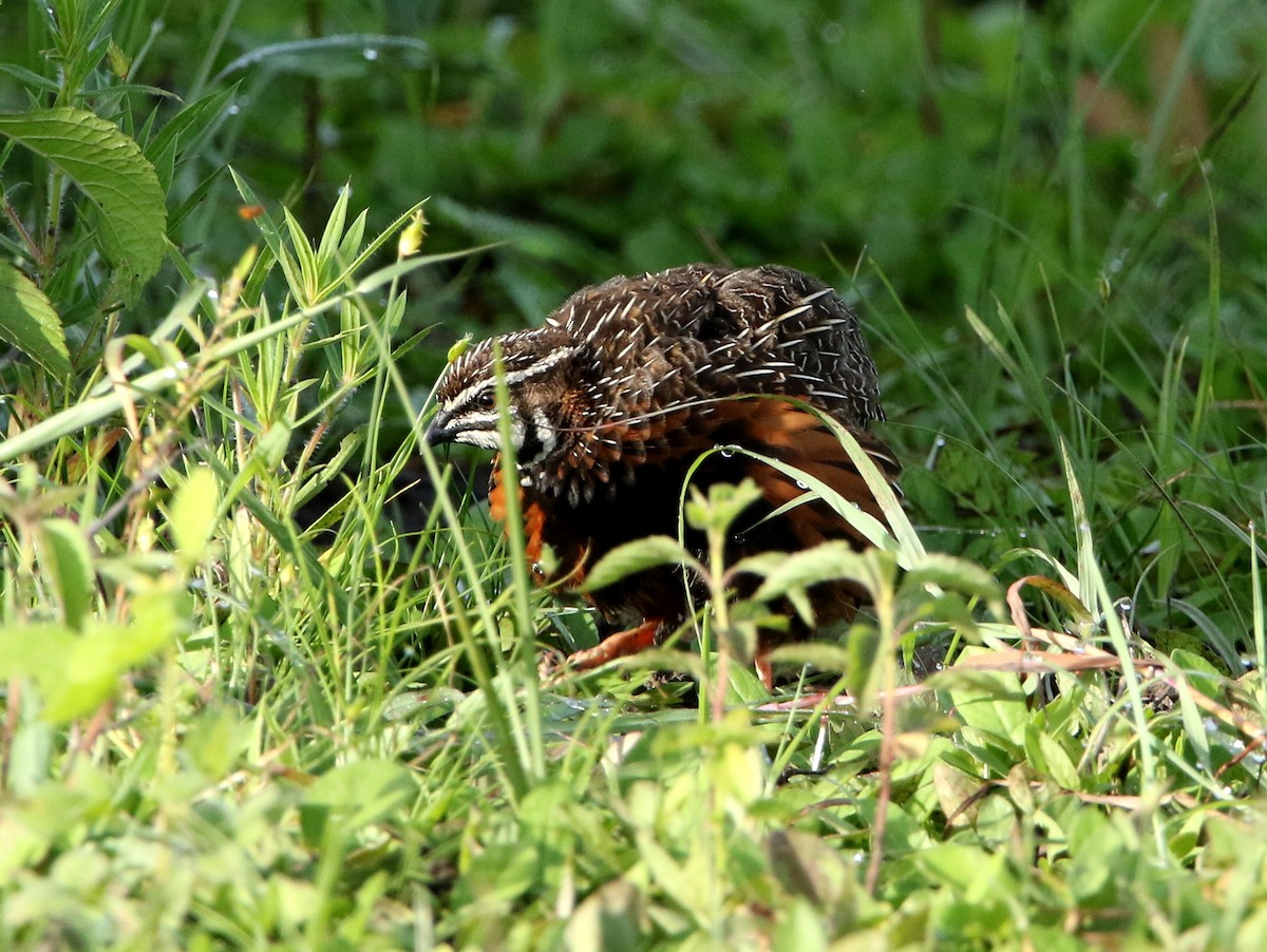 Harlequin Quail - ML615031127