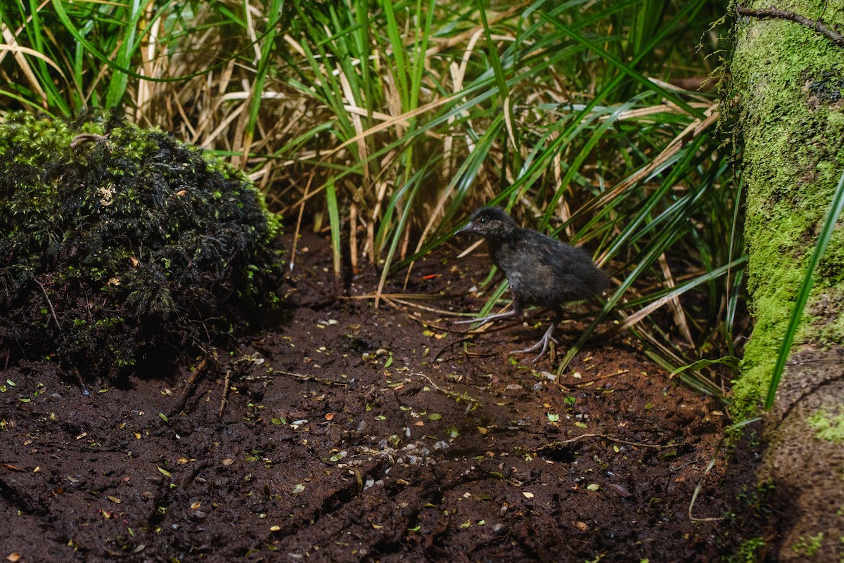 Auckland Islands Rail - Jake Osborne