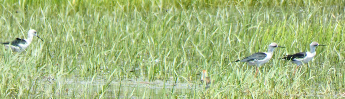 Pied Stilt - ML615031130