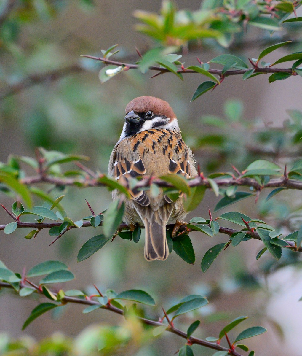 Eurasian Tree Sparrow - ML615031153