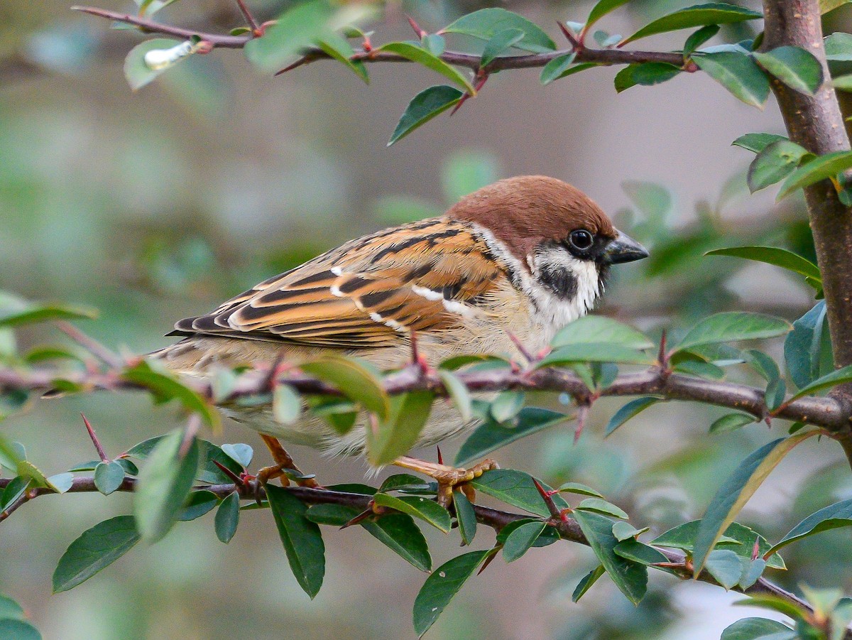 Eurasian Tree Sparrow - ML615031159