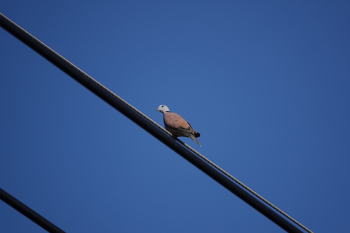 Red Collared-Dove - ML615031163