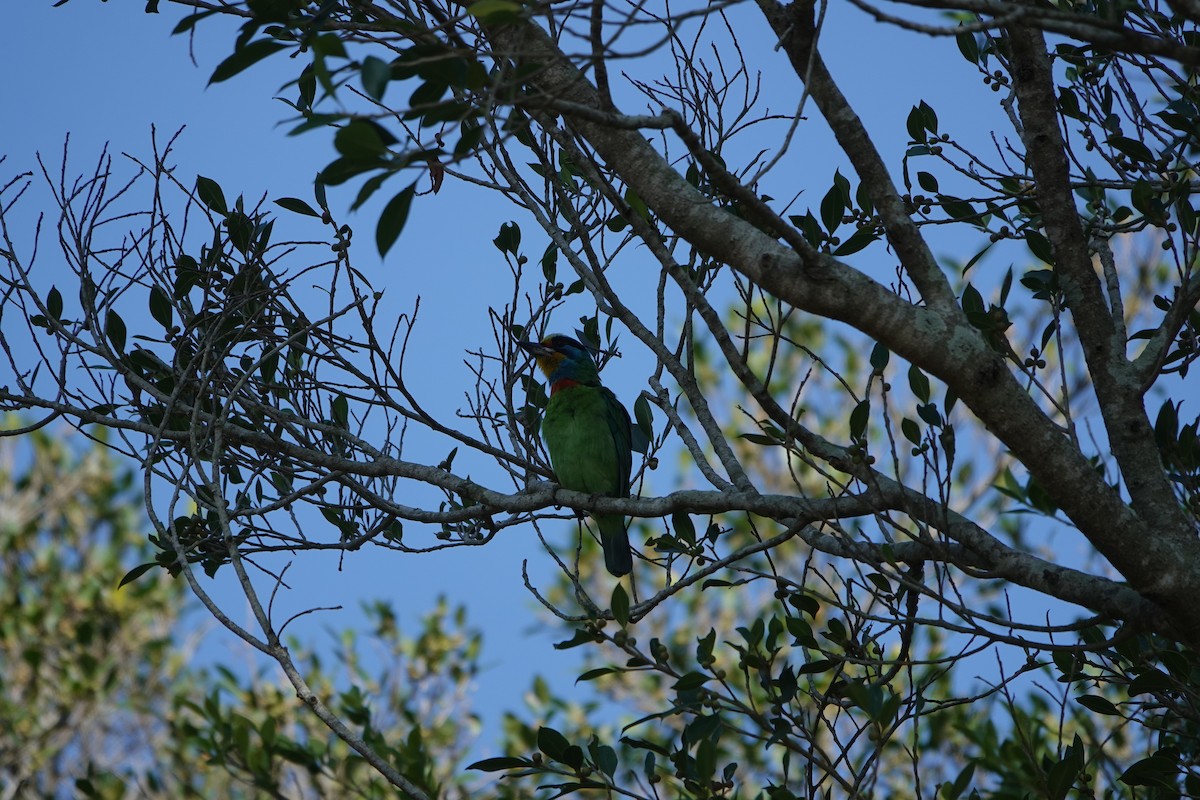 Taiwan Barbet - ML615031164