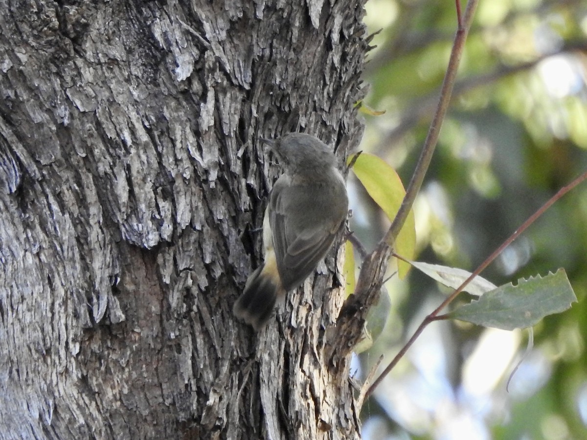 Buff-rumped Thornbill - ML615031166