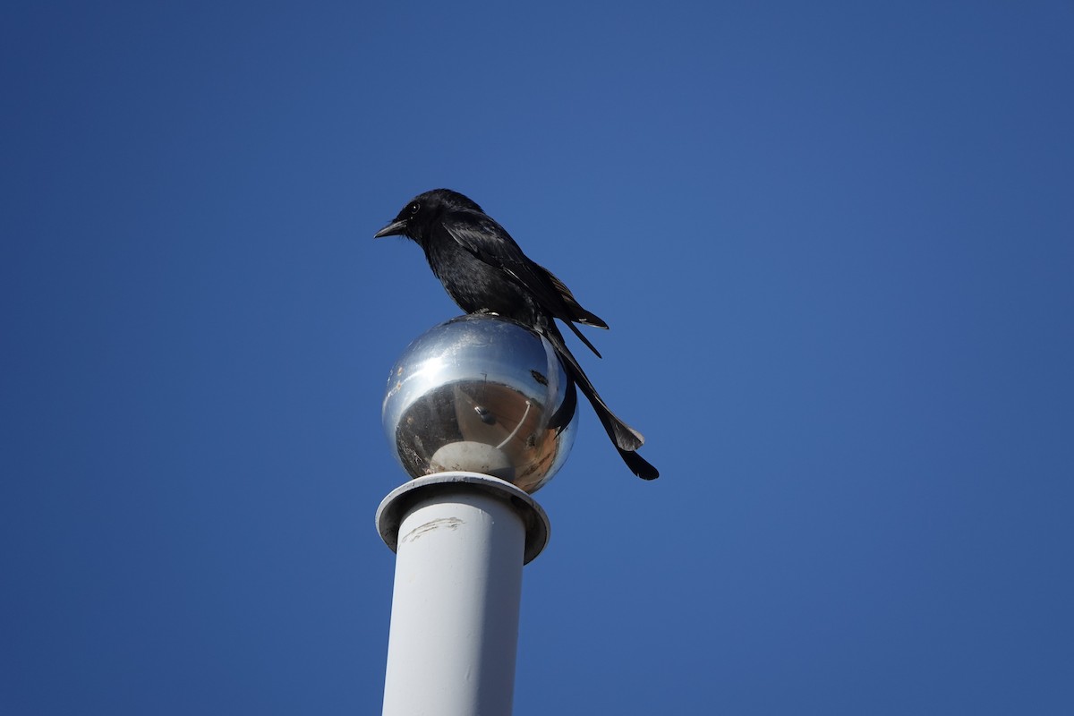 Black Drongo - ML615031167