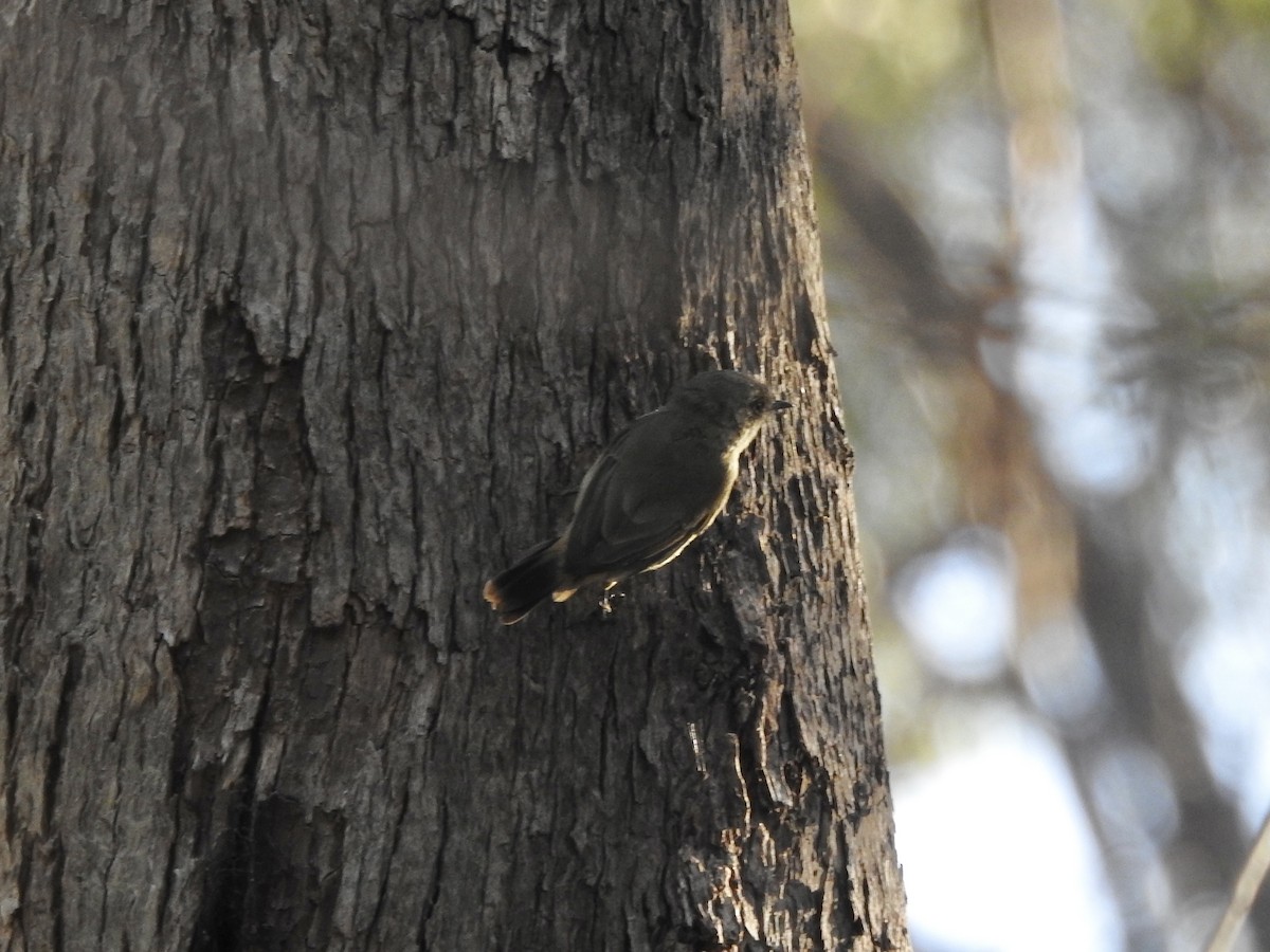 Buff-rumped Thornbill - ML615031174