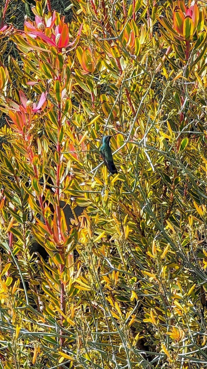 Broad-billed Hummingbird - ML615031213