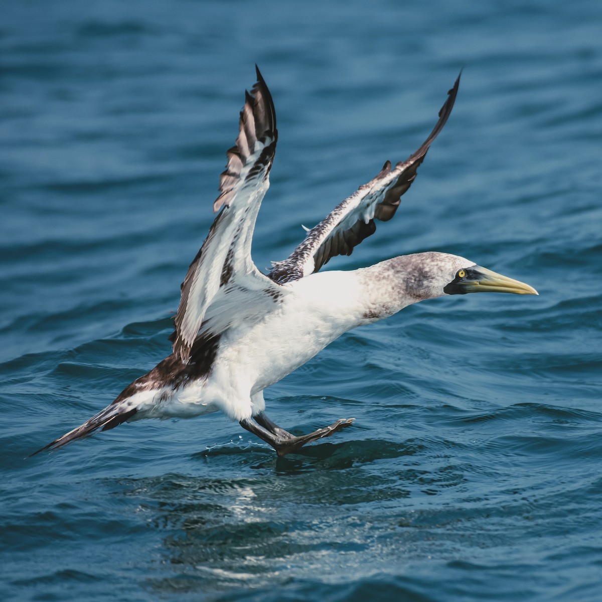 藍臉鰹鳥 - ML615031232