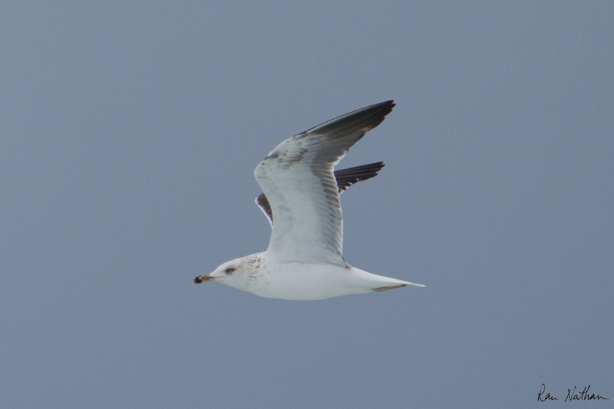 Lesser Black-backed Gull - ML615031234