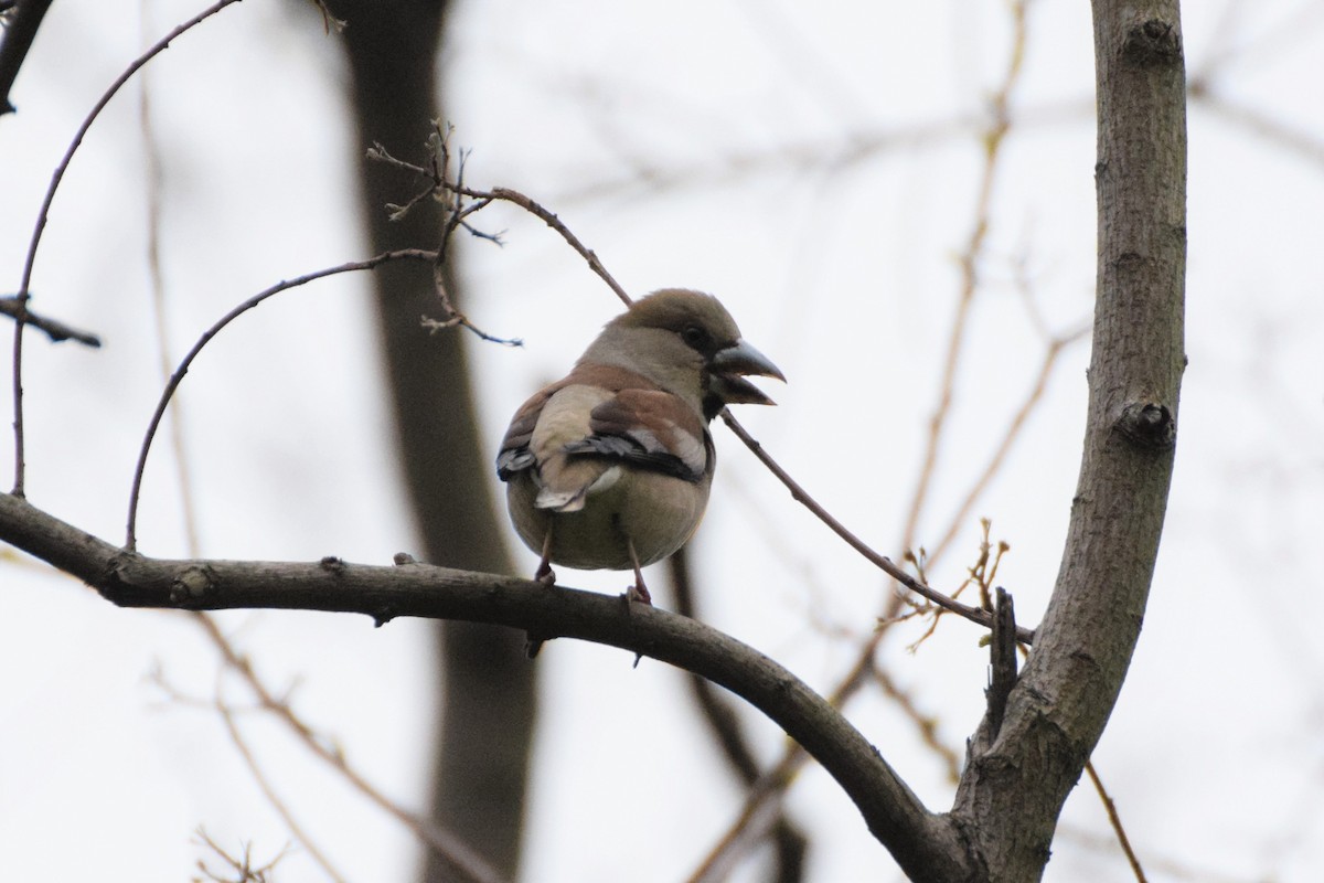 Hawfinch - Andy Zhang