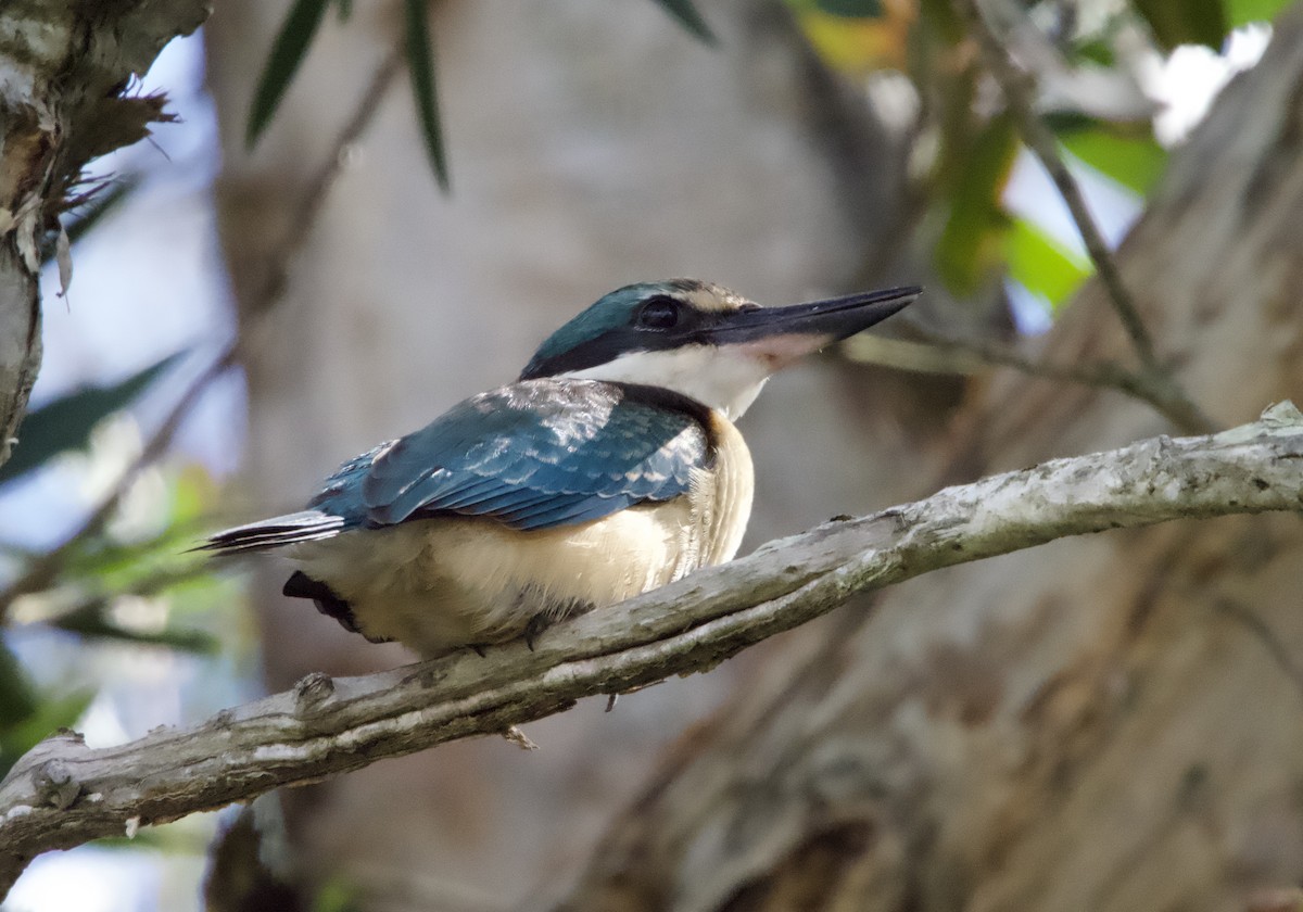 Sacred Kingfisher (Australasian) - Yvonne van Netten