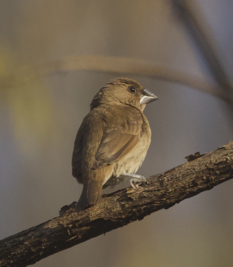 Scaly-breasted Munia - ML615031258