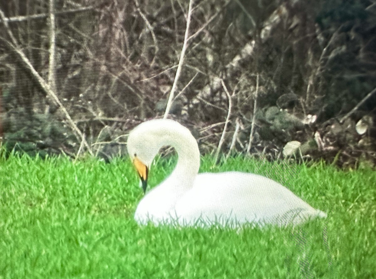 Whooper Swan - ML615031260